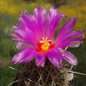 DSC08153Thelocactus bicolor v. bolaensis