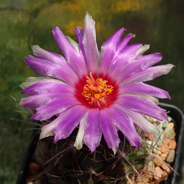 DSC08154Thelocactus bicolor