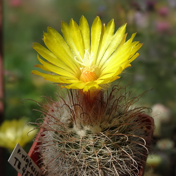 DSC08157Parodia riojensis TB459.3