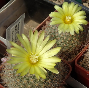 DSC08161Parodia riojensis