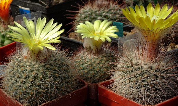 DSC08163Parodia riojensis