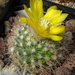 DSC08165Parodia microsperma TB671.1
