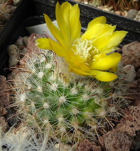 DSC08165Parodia microsperma TB671.1