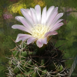 DSC08252Gymnocalycium achirasense