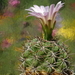 DSC08253Gymnocalycium achirasense