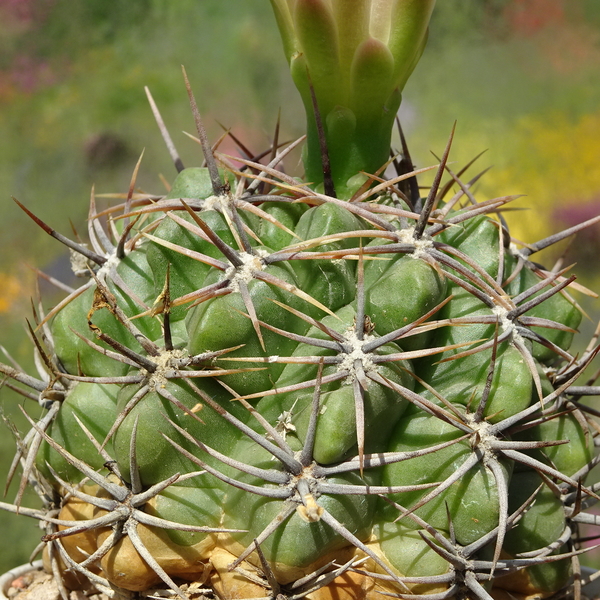 DSC08254Gymnocalycium achirasense