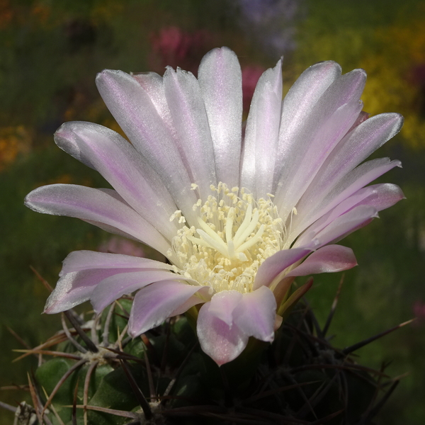 DSC08255Gymnocalycium achirasense