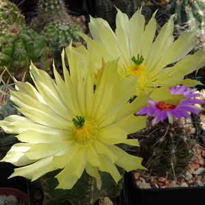 DSC08263Echinocereus subinermis