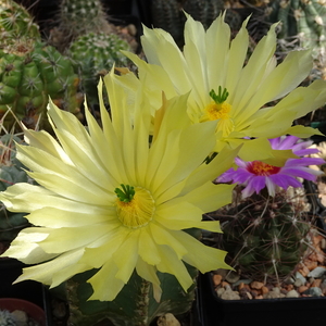 DSC08263Echinocereus subinermis