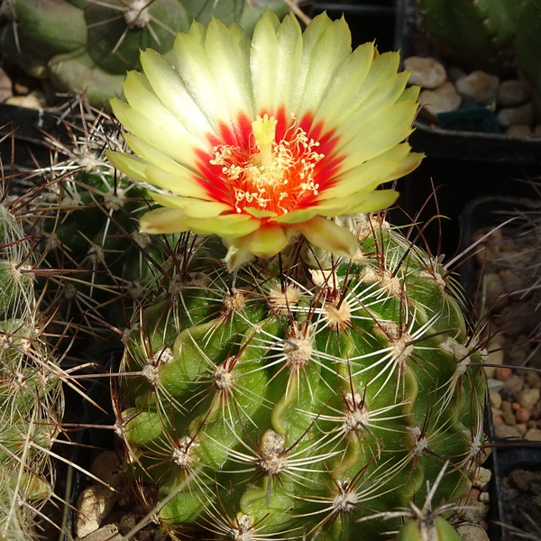 DSC08269Hamatocactus setispinus