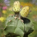 DSC08271Astrophytum myriostigma f. nudum