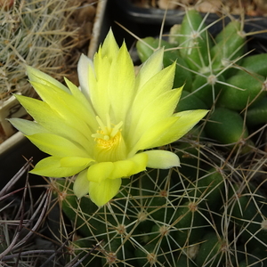 DSC08272Mammillaria longimamma