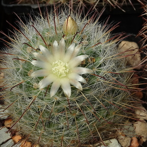 DSC08273Mammillaria bocasana