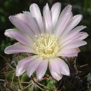 DSC08277Gymnocalycium achirasense