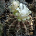 DSC08280Gymnocalycium anisitsi