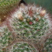 DSC08283Mammillaria marcosii