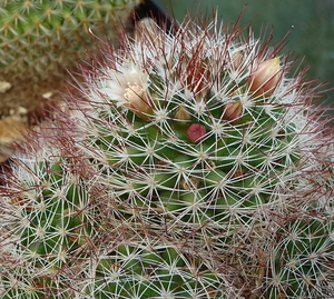 DSC08283Mammillaria marcosii