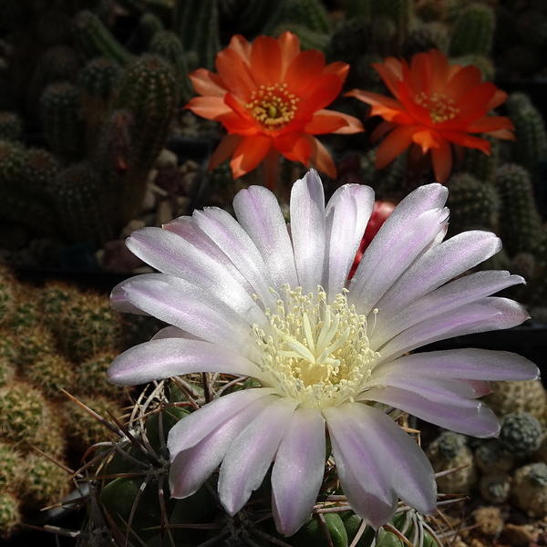 DSC08286Gymnocalycium achirasense