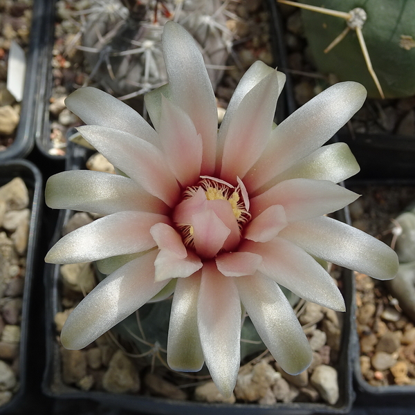 DSC08287Gymnocalycium morroense TOM 07 179