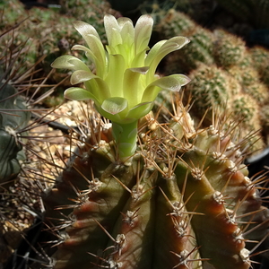 DSC08288Gymnocalycium mihanovichii