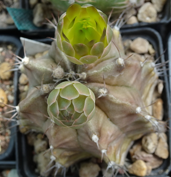 DSC08289Gymnocalycium mihanovichii STO 1212