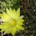 DSC08292Mammillaria longimamma