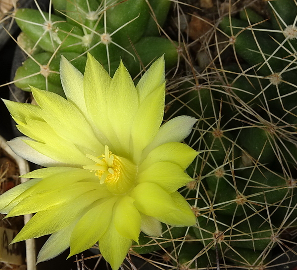 DSC08292Mammillaria longimamma