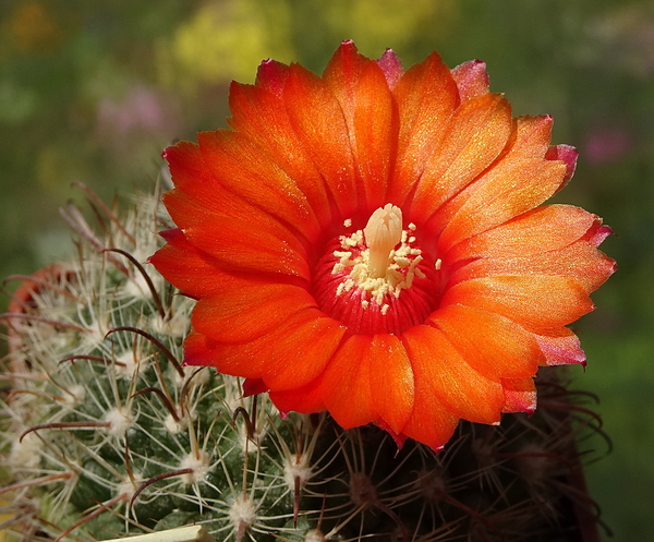 DSC08295Parodia rubellihamata P253