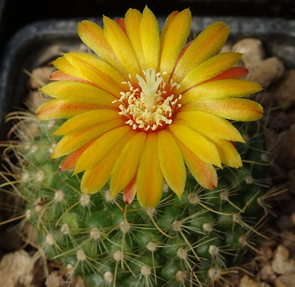 DSC08297Parodia weberiana TB420.1