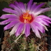 DSC08298Thelocactus bicolor