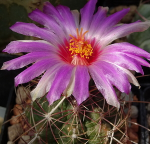 DSC08298Thelocactus bicolor