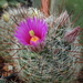 DSC08299Mammillaria wrightii