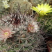 DSC08304Mammillaria johnstonii