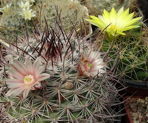 DSC08304Mammillaria johnstonii