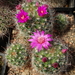 DSC08305Mammillaria zeilmanniana