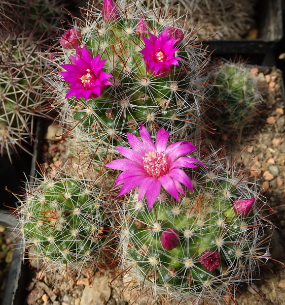 DSC08305Mammillaria zeilmanniana