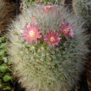 DSC08306Mammillaria bocasana ssp. roseiflora