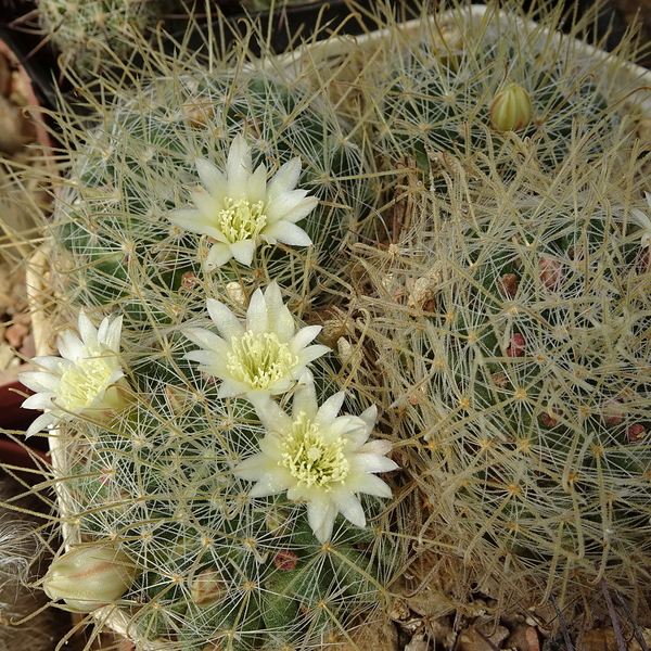 DSC08307Mammillaria pennispinosa v. nazasensis