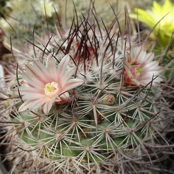 DSC08308Mammillaria johnstonii