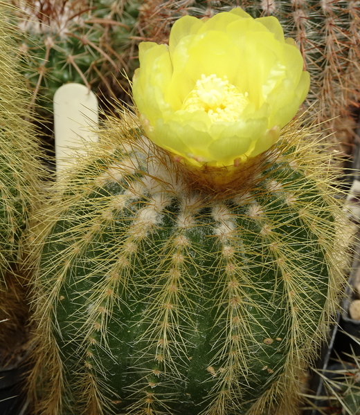 DSC08310Notocactus warasii