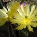 DSC08312Echinocereus subinermis