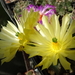 DSC08313Echinocereus subinermis