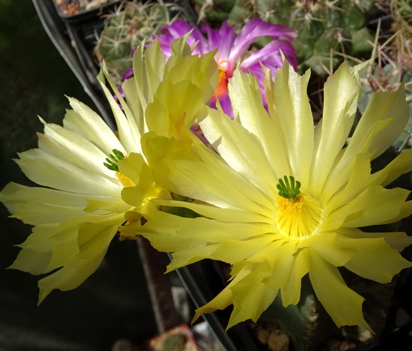 DSC08313Echinocereus subinermis