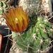 DSC08360Horridocactus minor