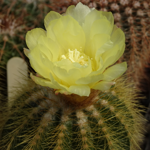 DSC08361Notocactus warasii