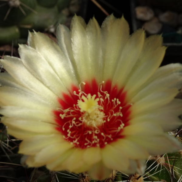 DSC08362Hamatocactus setispinus