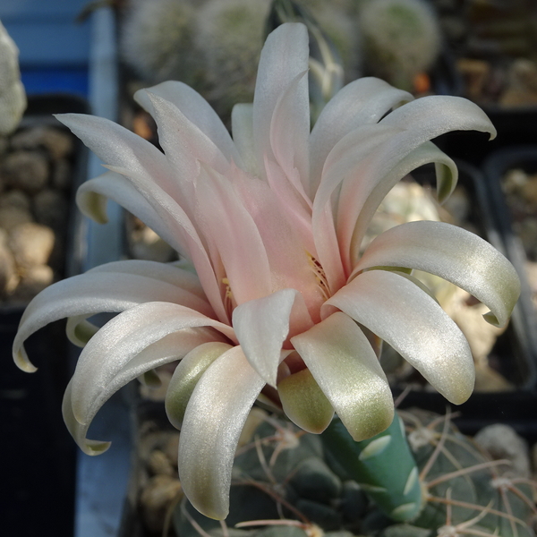 DSC08363Gymnocalycium morroense TOM 07 179