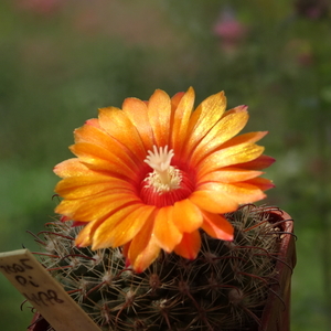 DSC08366Parodia rubellihamata P253