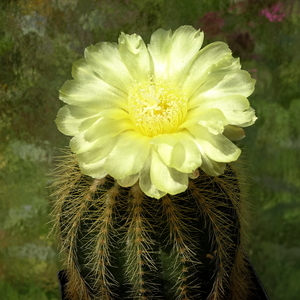 DSC08369Notocactus warasii