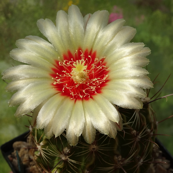 DSC08370Hamatocactus setispinus